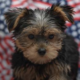 Biewer Terriers, German Shepherds, and Yorkshire Terriers from Mark Carfagno's Pups