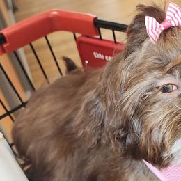 Cavalier King Charles Spaniels and Shih Tzus from Nashell Lynem