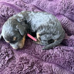 Girl 3 - Black and tan female Cavapoo puppy in Nampa,, Idaho from Clig Doodle Days