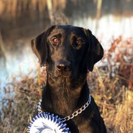 Labrador Retrievers from Seaside Retrievers
