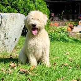 Spirit - Soft Coated Wheaten Terrier