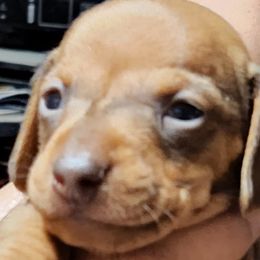 Dachshunds from J&J PUPPIES