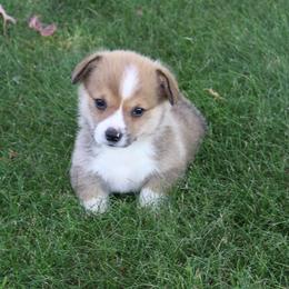 Pecan - Sable male Pembroke Welsh Corgi puppy in Greentop, Missouri from Sevits Corgis & Golden Retrievers
