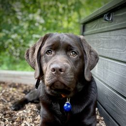 Labrador Retrievers from Dublin’s Classic Labradors