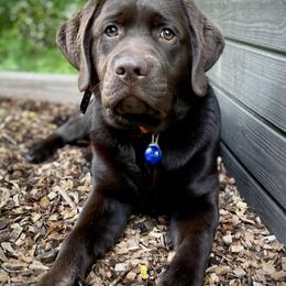 Labrador Retrievers from Dublin’s Classic Labradors