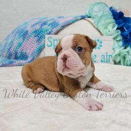 Fava - Red female Boston Terrier puppy in Mulberry, Arkansas from White Valley Boston Terriers