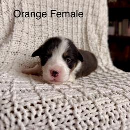 Orange Female - Black and tan female Pembroke Welsh Corgi puppy in La Porte City, Iowa from Cedar River Corgis