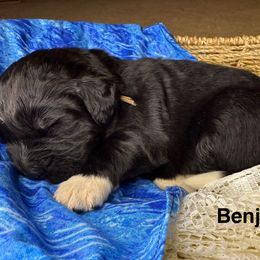 Benji - White and black male Newfoundland puppy in Goodhue, Minnesota from Claypits Newfoundlands