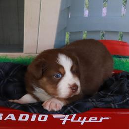 Yule - Red tri male Miniature Australian Shepherd puppy in Macomb, Missouri from Faunus Farms and Aussies