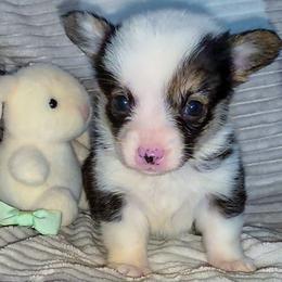 Teddy - Black and tan male Pembroke Welsh Corgi puppy in New Hampshire from Muddy Paws Corgis