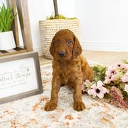 Goldendoodle, Irish Doodle, Labradoodle, and Poodle Puppies from Desert Doodles