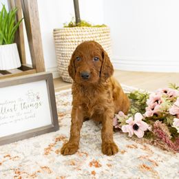 Goldendoodle, Irish Doodle, Labradoodle, and Poodle Puppies from Desert Doodles