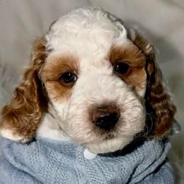 Lumiere - Parti male Goldendoodle puppy in Beecher, Illinois from Erica’s Doodles