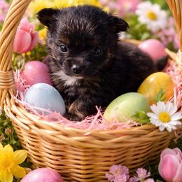 Confidence - Black and tan parti female Pomeranian puppy in Liverpool, Pennsylvania from Miracles With Paws