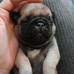 Boy 3 - Fawn male Pug puppy in Glendale, Oregon from Azalea Pugs