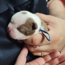 Boston Terrier Puppies from Amanda's Terriers