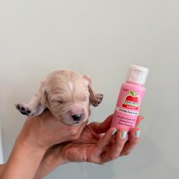 Girl 3 - Pink - Light golden female Golden Retriever puppy in Mc Minnville, Tennessee from Wishaw Whisky Golden Retrievers