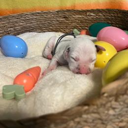 Boy 1 - White and black male Dalmatian puppy in Claremore, Oklahoma from Lotsofdots Dalmatians