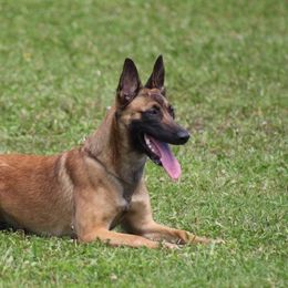 Dutch Shepherd and xDutch Shepherd All Grown Up from Raw Nature K9