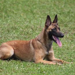 Dutch Shepherd and xDutch Shepherd All Grown Up from Raw Nature K9