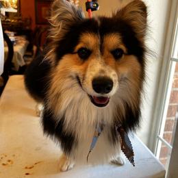 Merlin - Pembroke Welsh Corgi