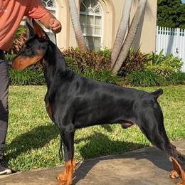 Hafati - Doberman Pinscher