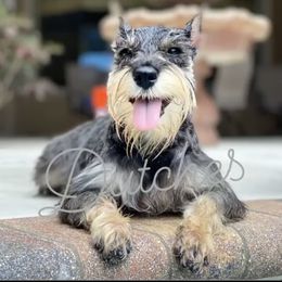 Dutch  - Miniature Schnauzer