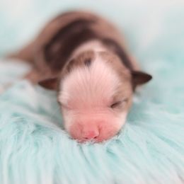 Crackle - Blue merle male Toy Australian Shepherd puppy in Bryan, Texas from Tiny Tail Haven