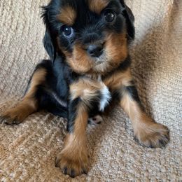 Cavalier King Charles Spaniel Puppies from Abbey Road Cavaliers