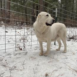 Central Asian Shepherd Dog All Grown Up from Alabaivalley