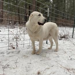 Central Asian Shepherd Dog All Grown Up from Alabaivalley