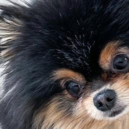 Pomeranians from Velvet-Paws Pomeranians