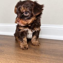 CACAO - Chocolate and tan male Yorkshire Terrier puppy in Smryna, Georgia from Owensons’ Kennel