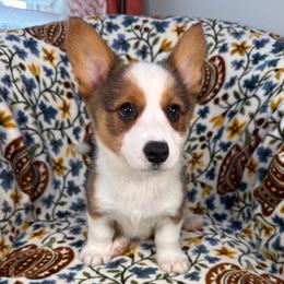 Gelato - Sable and white male American Corgi puppy in Waskom, Texas from Piney Woods Corgis