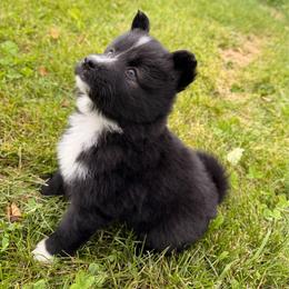 Espresso - male Nenets Herding Laika puppy in Rockville, Maryland from Skais the Limit