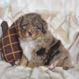 Tac - Red merle male Aussiedoodle puppy in Delta, Colorado from PTK Ranch