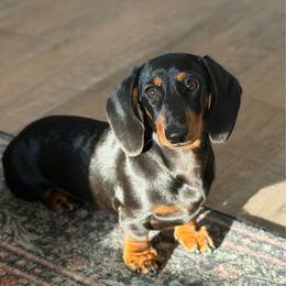 Chevy - Dachshund