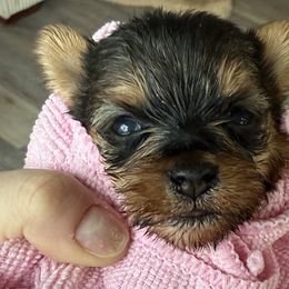 Yorkshire Terriers from Yorkies On The Side