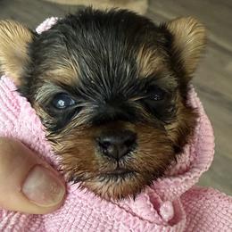 Yorkshire Terriers from Yorkies On The Side