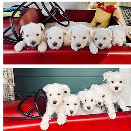 Miniature Schnauzer Puppies from Reservoir Dogs