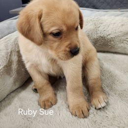 Ruby Sue (red collar) - Yellow female Labrador Retriever puppy in Greenwich, Ohio from Pure Gem Kennel