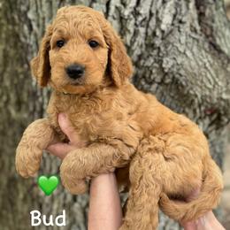 Bud-Green - Red  male Goldendoodle puppy in Bay City, Texas from Charming Doods