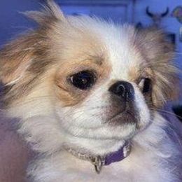 Companion Crosses and Japanese Chins from Chinnychinchinofsalem