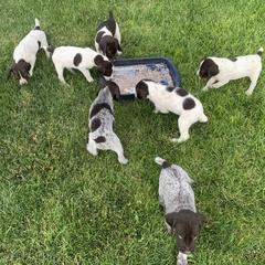 German Wirehaired Pointers from Dry Creek Wirehair Kennel