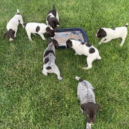German Wirehaired Pointers from Dry Creek Wirehair Kennel
