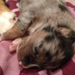 Australian Shepherd Puppies from Southern Boy Blues Aussies