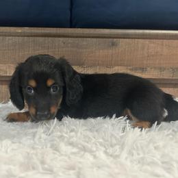 Black and Tan Girl - Black and tan female Dachshund puppy in Stilwell, Oklahoma from Bidding Creek Dachshunds