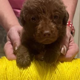 Yellow Male - Brown male Chesapeake Bay Retriever puppy in Houston, Texas from Monarch Chesapeakes