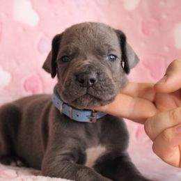 Great Dane Puppies from Tar River Great Danes