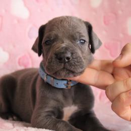 Great Dane Puppies from Tar River Great Danes